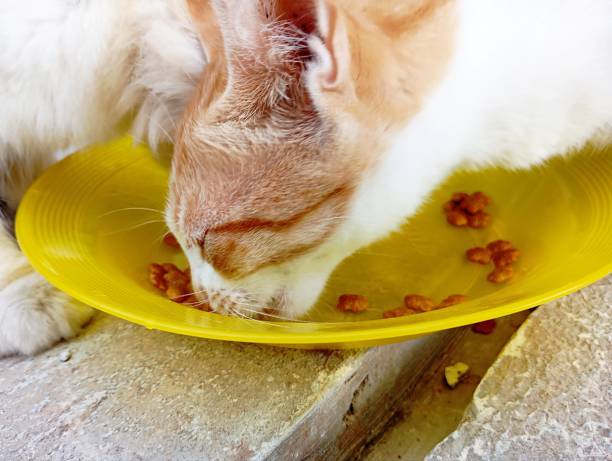istock Stray and abandoned cats are being fed 2194191538