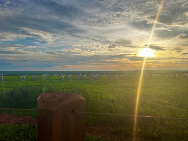 istock Beautiful sunset Herd of nellore bovine animals on high intensive grass system project. Livestock ranch 2194192444