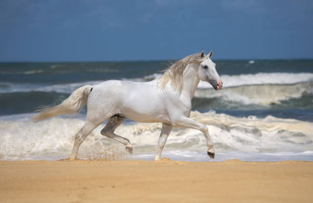 istock A white horse trots on the sand beach along the ocean 2194192452