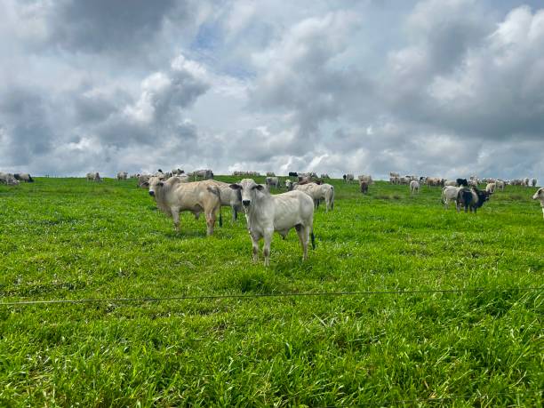 istock Herd of nellore bovine animals on high intensive grass system project. Livestock ranch 2194192454