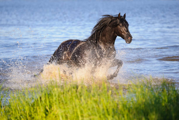 istock Black horse runs and swims in the water 2194192549