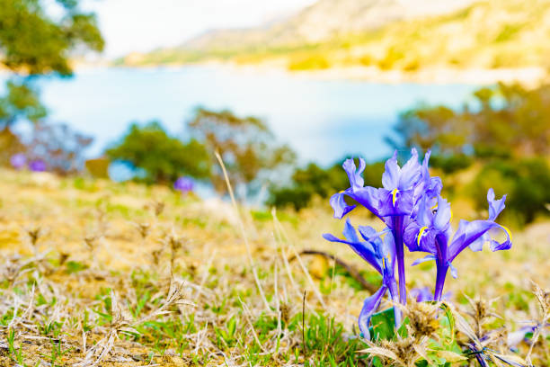 Purple crocus flower on nature in Guadalhorce Reservoir, Malaga province, Andalusia, Spain