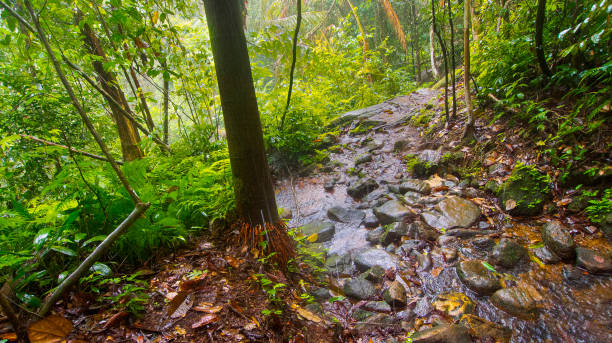 Forest River, Sinharaja National Park Rain Forest, Sinharaja Forest Reserve, World Heritage Site, UNESCO, Biosphere Reserve, National Wilderness Area, Sri Lanka, Asia