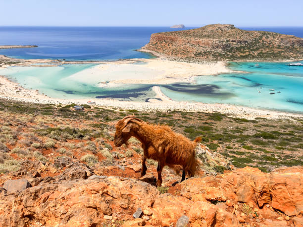 Goat at sandy Balos beach at NW part of Crete island, Greece.