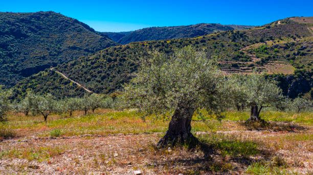 istock Olives Trees Plantation, Spain 2194193668