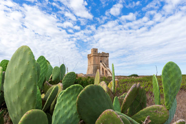Rugged landscape with a defensive tower among cactus in the rocky coast, Porto Cesareo, Salento, Ionian Sea, Mediterranean Sea, Lecce province, Apulia, Italy