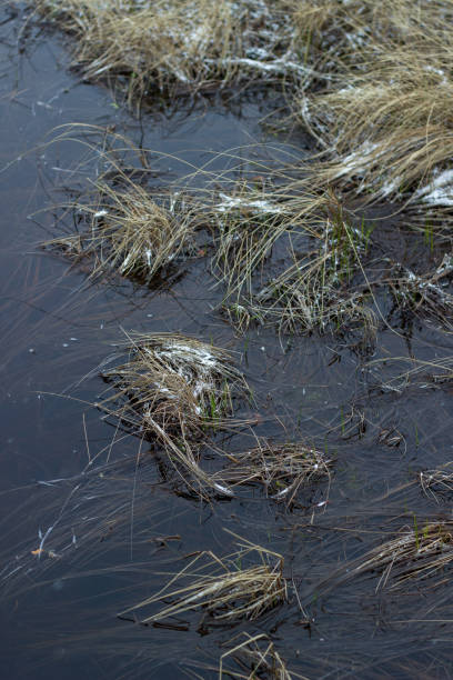 istock Cold water in a swamp with snow. Sestroretsk. 2194197050