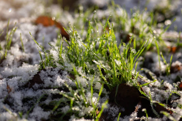 istock dew on the grass in the morning dew 2194199948