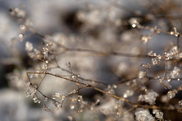istock dew on the grass in the morning dew 2194199958