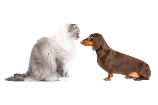 istock Ragdoll cat and dog sitting opposite and looking at each other 2194201633