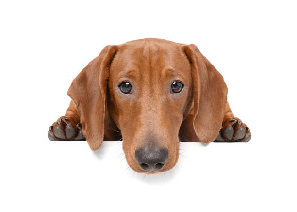 istock Adorable Sausage dog puppy close up lying down with head down looking at camera 2194202063