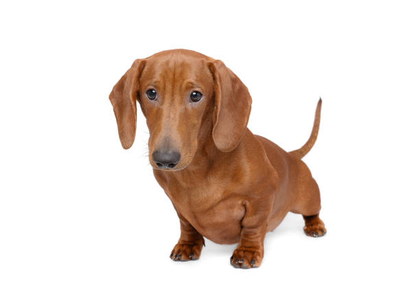 Happy red dachshund puppy dog standing isolated on white studio background tail wagging portrait
