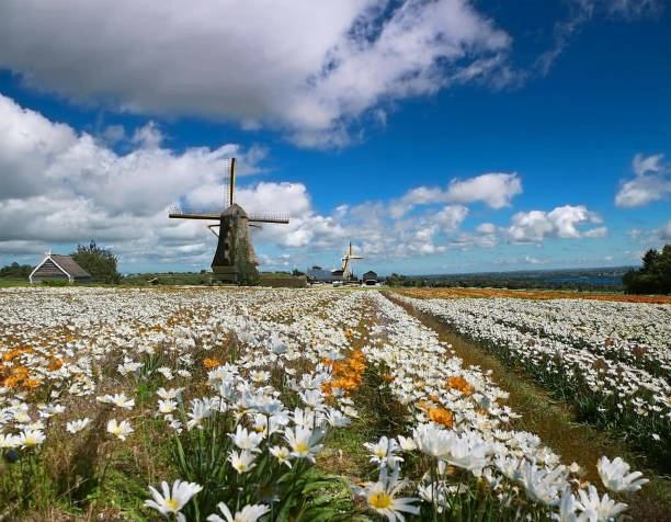 Un champ de tulipes au printemps, AI