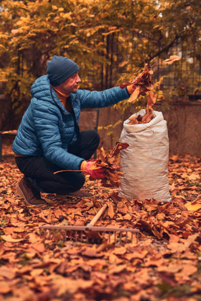 istock Man cleaning garden from fallen autumn leaves. 2194204046