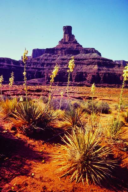 istock 198409 Canyonlands National Park Utah 2194204108