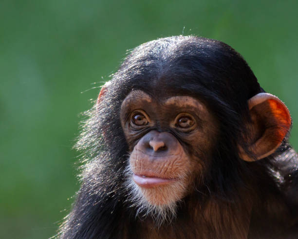 Portrait of a cute young chimpanzee