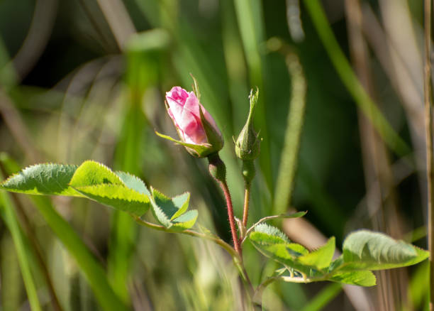 Pink Wild Rose Flower Begins To Bloom In Summer in Rocky Mountain national Park