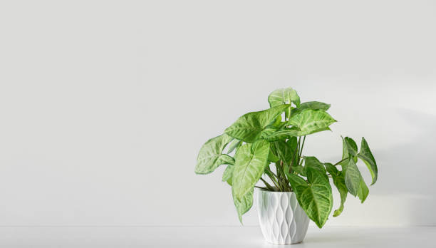 istock Syngonium Plant in White Ceramic Pot Against White Wall. Copy space. Close up. 2194208343