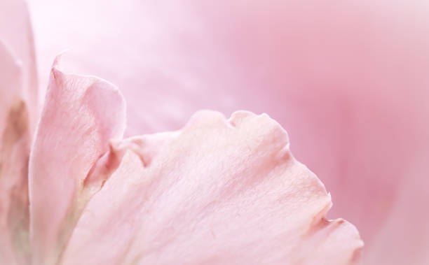 istock Pink pale rose flower petals, soft focus. Macro flowers backdrop 2194210340