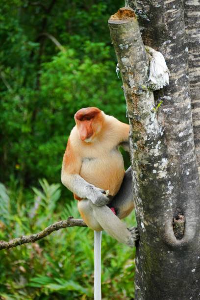 Proboscis monkey (Nasalis larvatus) in the rainforest of island Borneo, Malaysia