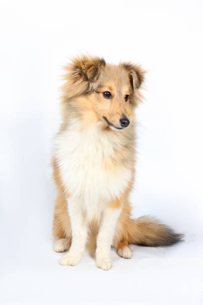 istock A Shetland Sheepdog puppy sitting 2194214250
