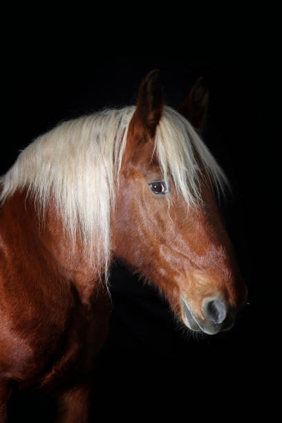 istock portrait of a draft horse 2194214298