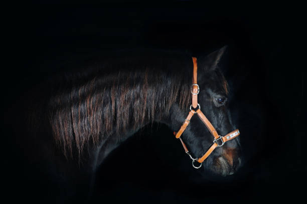 istock portrait of a draft horse 2194214309