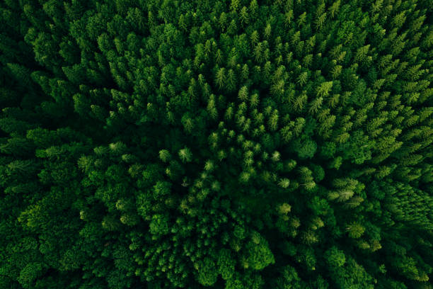 istock Green forest in summer with a view from above.Spring birch groves with beautiful texture. 2194214625