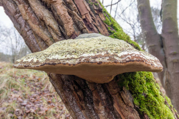 Focus on the tinder fungus.