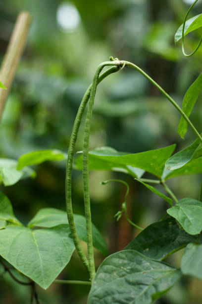 istock young green long beans in Indonesian garden 2194215666