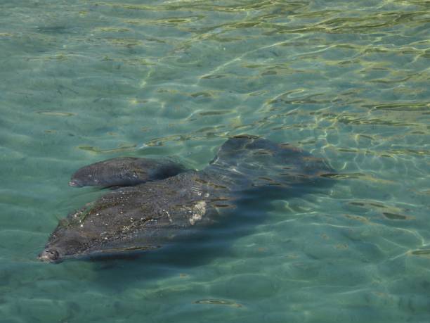 istock Manatee and calf (Trichechus) - swimming in a lagoon 2194217430
