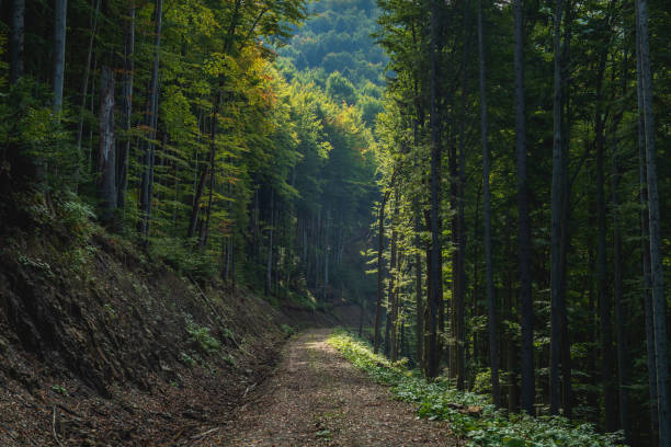Road on hill in mountain with forest at background