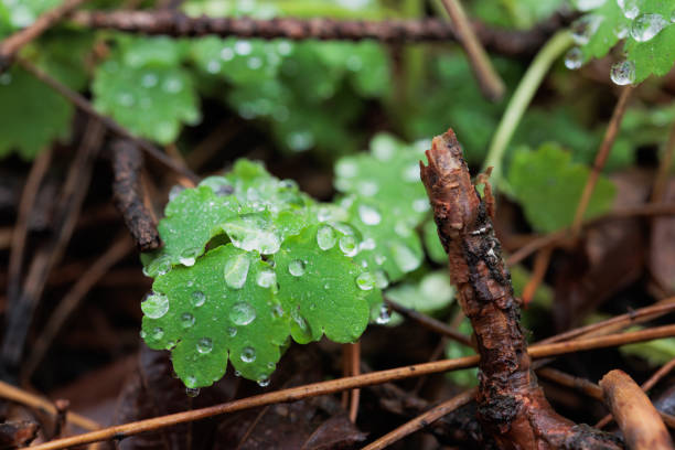 Close up of water drops on plants in forest
