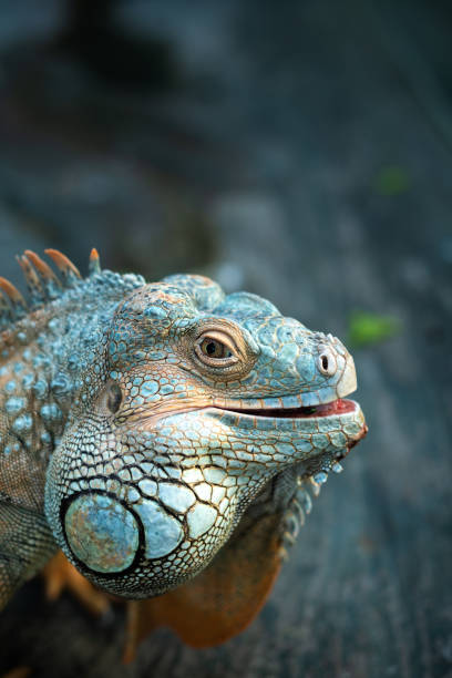 istock Colorful monitor lizard on stone 2194218655