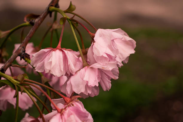 istock Close-Up of Sakura Flowers 2194219275