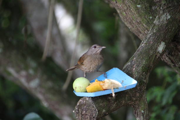 istock ravine thrush bird - Turdus leucomelas 2194219390