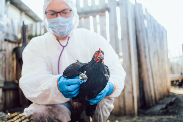 istock Veterinarian Examining Chicken in Farm Setting 2194219491