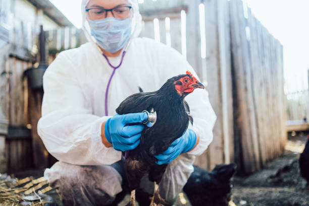 Man veterinarian wearing protective gear examines black chicken with stethoscope, ensuring health and well-being of poultry.