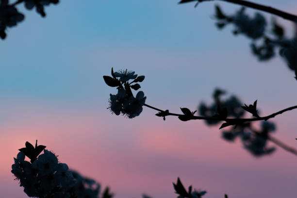 Silhouettes of cherry blossoms set against a twilight sky, creating a serene and poetic scene with soft pastel hues and delicate floral outlines.
