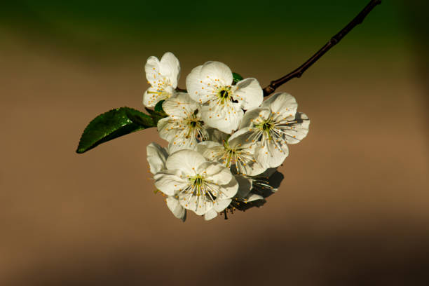 Flower photo