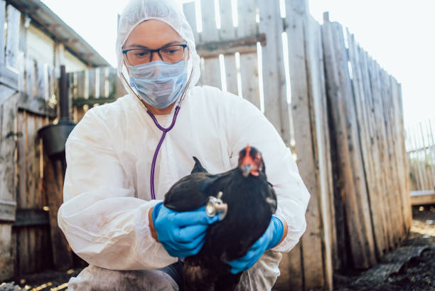 istock Veterinarian in protective gear examining chicken outdoors on farm with stethoscope 2194219974