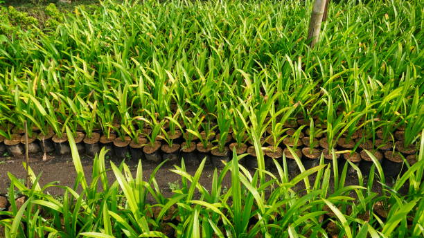 istock Plant Propagation in Polybags 2194219997