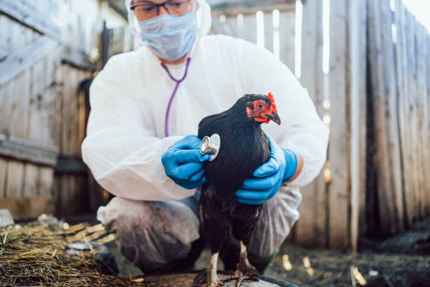 istock A focused veterinarian in a biohazard suit performs a thorough examination on a hen, ensuring the health and safety of the poultry with expertise. 2194220635