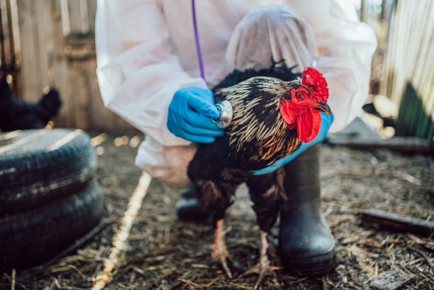 istock Veterinarian examining rooster with stethoscope on a farm 2194220881