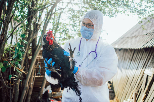 istock Poultry Veterinarian in Protective Suit Holding a Rooster for Examination 2194221029
