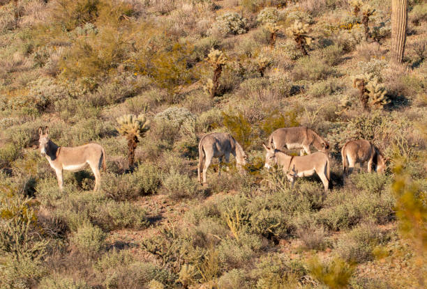 istock Wild Burros in the Arizona Desert in Springtime 2194221033