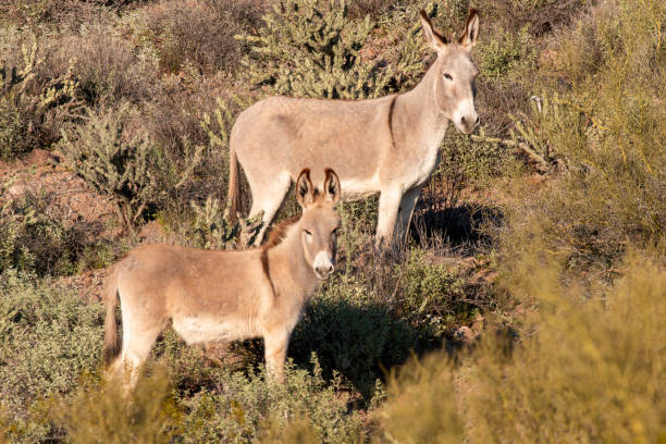 istock Wild Burros in the Arizona Desert in Springtime 2194221077