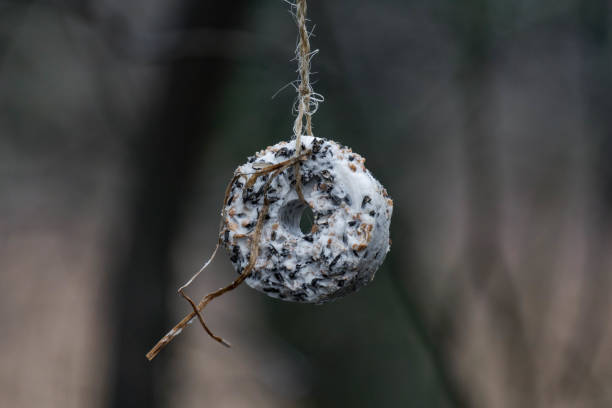 Bird seeds in coconut oil hanging from a tree
