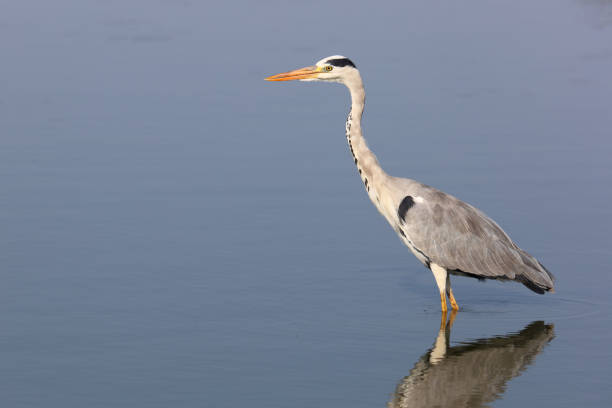 istock Afrikanischer Graureiher / Grey heron / Ardea cinerea 2194222797