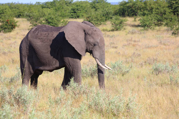 Afrikanischer Elefant / African elephant / Loxodonta africana